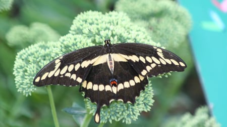 Butterfly - butterfly, insect, nature