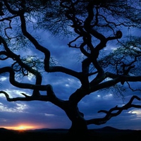 Tree in sunset