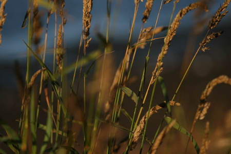 straws - straws, nature