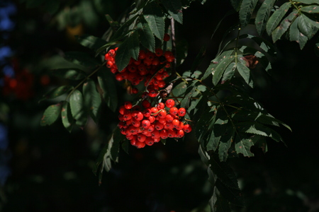 red - nature, red