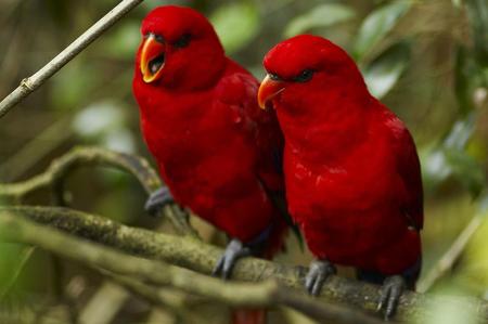 Red Birds - animal, tree, birds, red