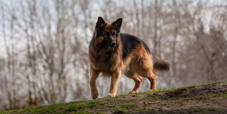 German shepherd - animal, pretty, cute, animals, beautiful, sweet, puppy, puppys, dogs, lovely, dog