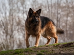 German shepherd