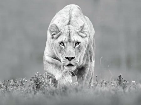 Predator - white, black, lioness, hunter