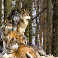 The pack