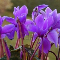 Lavender Cyclamen