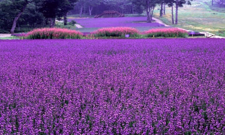 Cultivating lavenders - flowers, cosmetic, nature, lavender, fields, plants