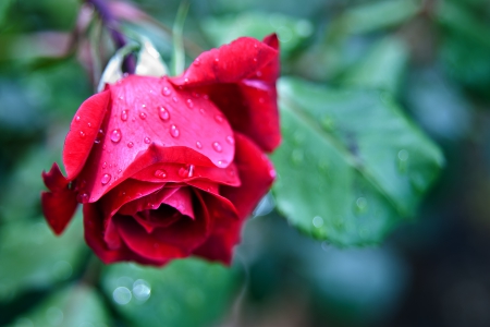 *** Rose *** - red, flower, rose, flowers, nature