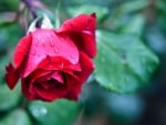 *** Rose ***