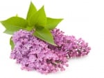 LILACS