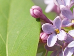 LILACS BLOOMING OVER LEAF