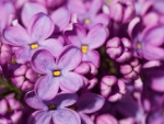 PURPLE LILACS