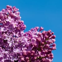 PURPLE LILACS AND SKY