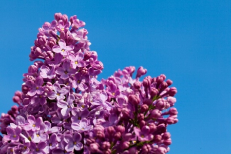 PURPLE LILACS AND SKY - sky, purple, lilacs, blue