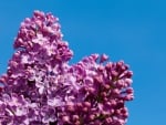 PURPLE LILACS AND SKY