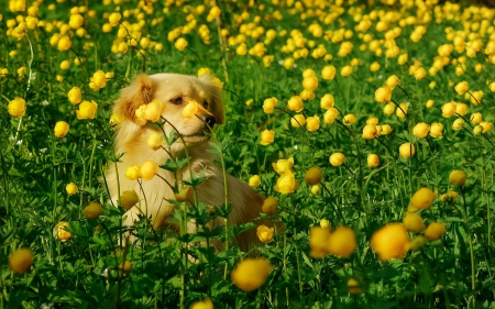 *** Dog on meadow *** - animal, animals, dogs, dog