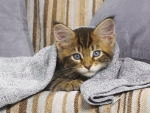 *** Tabby kitten ***