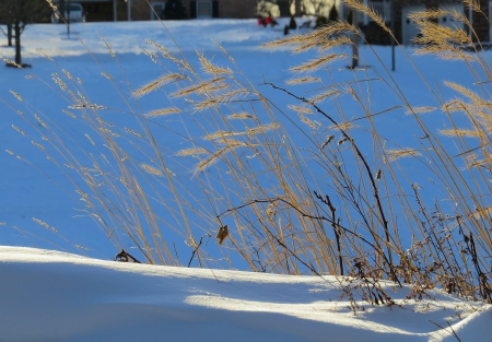 Winter Waiting - winter, nature, field, snow