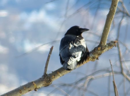 Bare and Beautiful - nature, winter, tree, limb, bird