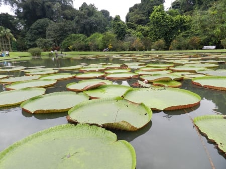 Bogor Botanical Garden - bogor, lotus, nature, garden