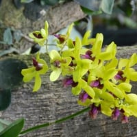 Orchids at Bogor Botanical Garden