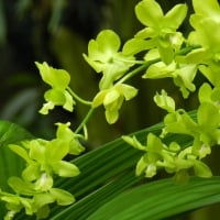 Orchids at Bogor Botanical garden