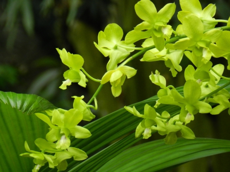 Orchids at Bogor Botanical garden - bogor, orchid, flower, garden