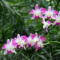 Orchids at Bogor Botanical Garden