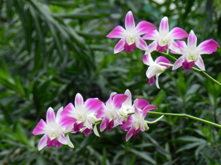 Orchids at Bogor Botanical Garden - bogor, orchid, flower, garden