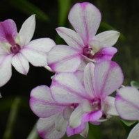 Orchids at Bogor Botanical Garden