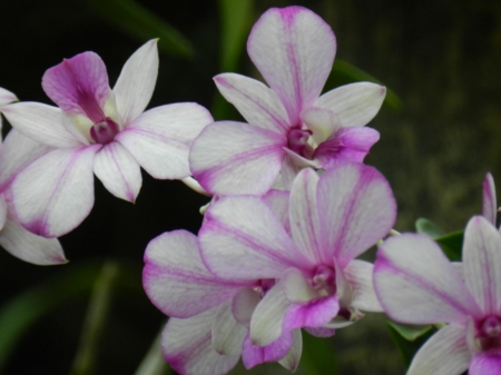 Orchids at Bogor Botanical Garden - garden, bogor, flower, orchid