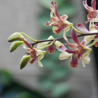 Orchids at Bogor Botanical Garden