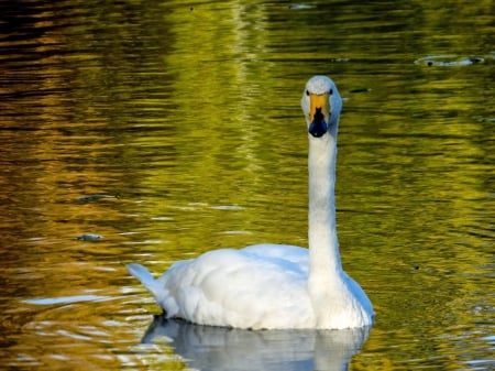 Swan - swan, summer, pond, bird