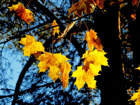 Autumn - maple, leaf, forrest, autumn