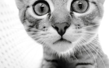 Cat look - face, funny, cat, animals