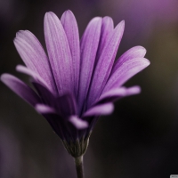 A purple flower..for a beautiful day!