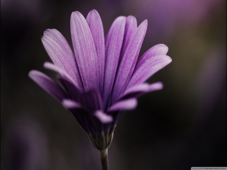 A purple flower..for a beautiful day! - beauty, purple flower, flower, purple