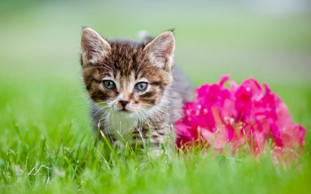 Cute cat - animals, cute, pet, flowers, cat