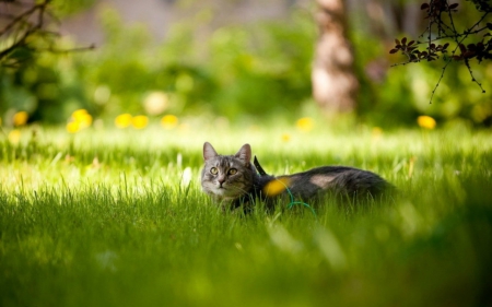 Cute cat - animals, cute, pet, cat, grass