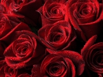 * Roses *