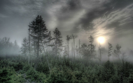 Foggy afternoon - fog, nature, sky, tree