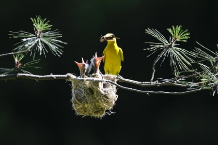 Birds - nest, animals, birds, branch