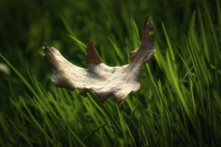 Dried leaf - grass, nature, leaf, dried