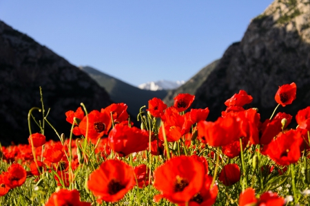 Flower fields - flowers, fields, nature, poppies