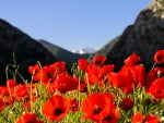 Flower fields