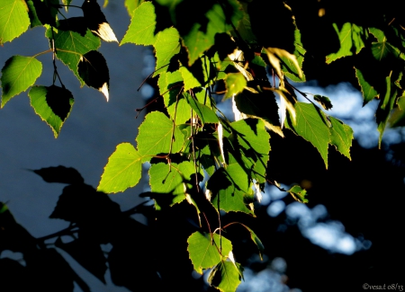 Leaf - birch, leaf, summer, tree