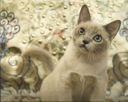 Burmese cat - spread, paws, cute, cat