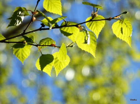 Birch - birch, leaf, summer, tree