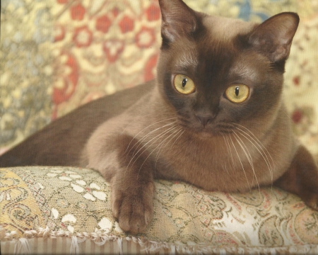 Burmese cat - couch, cute, paws, cat