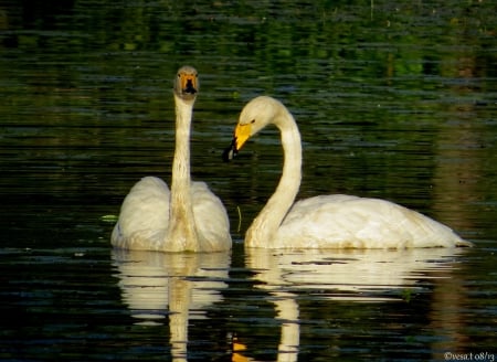 Swans - bird, summer, pond, swan